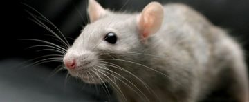 Cara mengusir Tikus yang mengganggu rumah