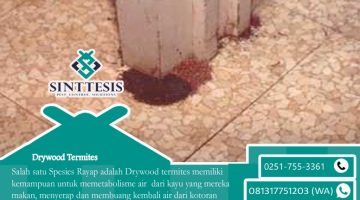 Drywood Termite