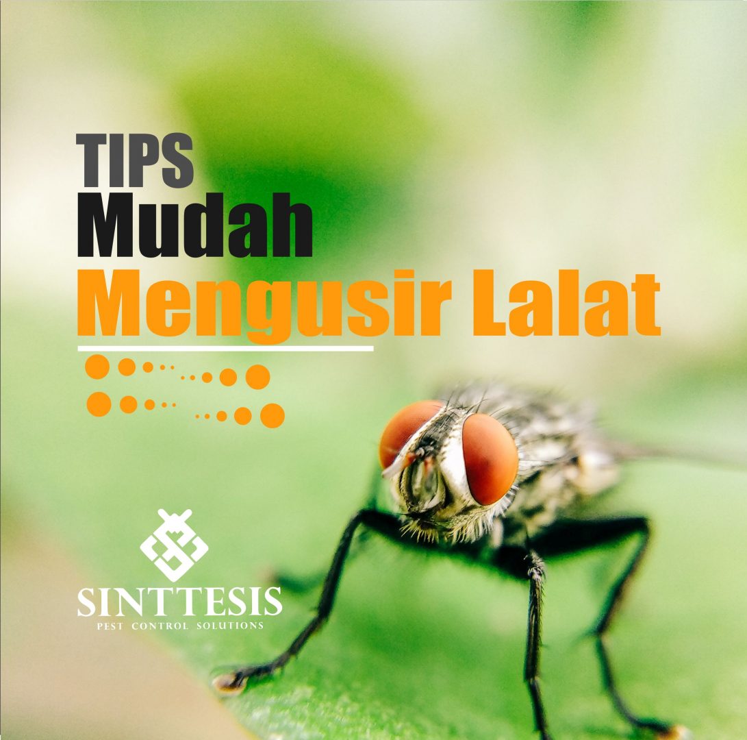 Tips Membasmi Lalat Secara Cepat, Praktis Dan Mudah - Sinttesis