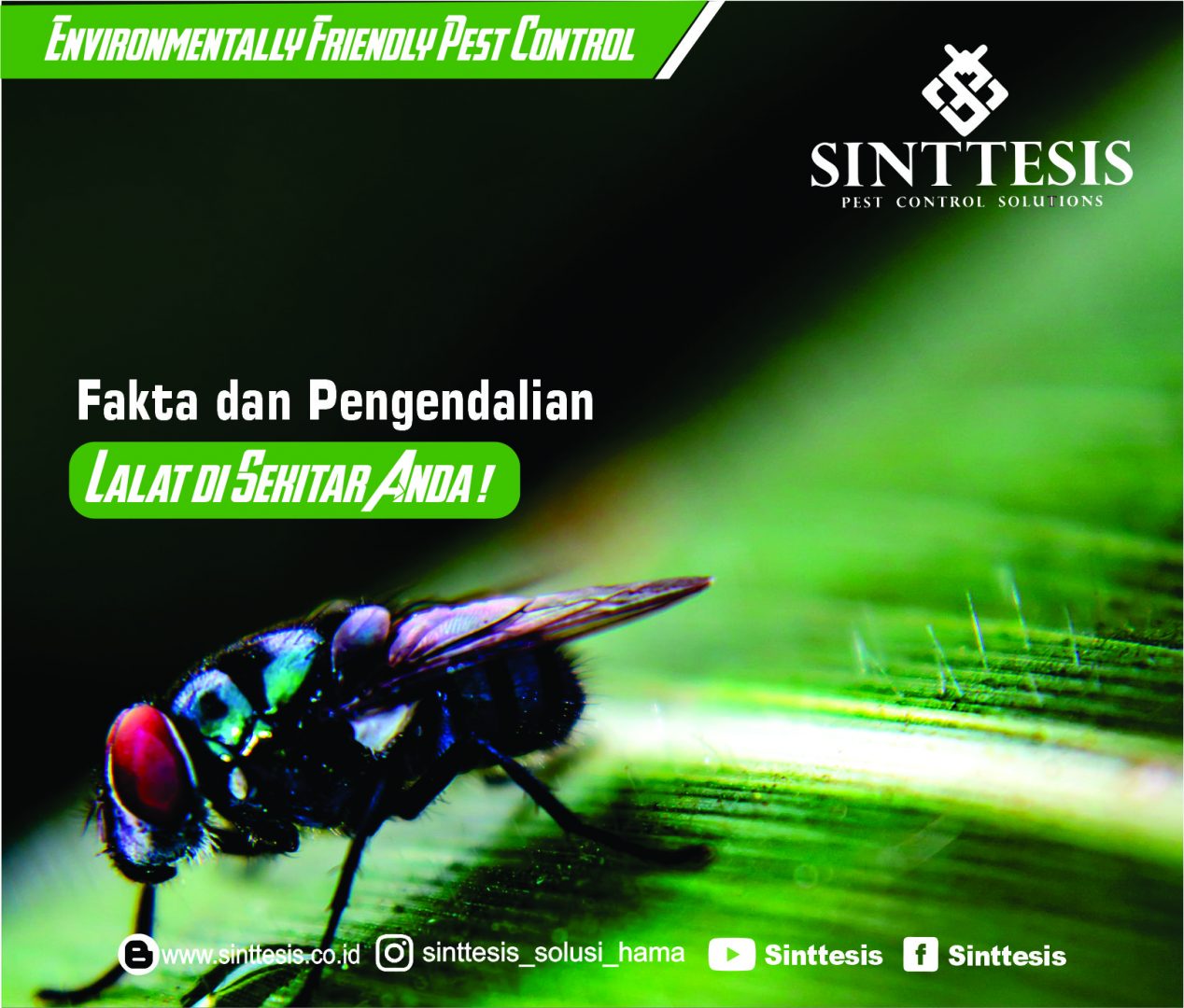 Fakta Dan Cara Pengendalian Lalat Sinttesis