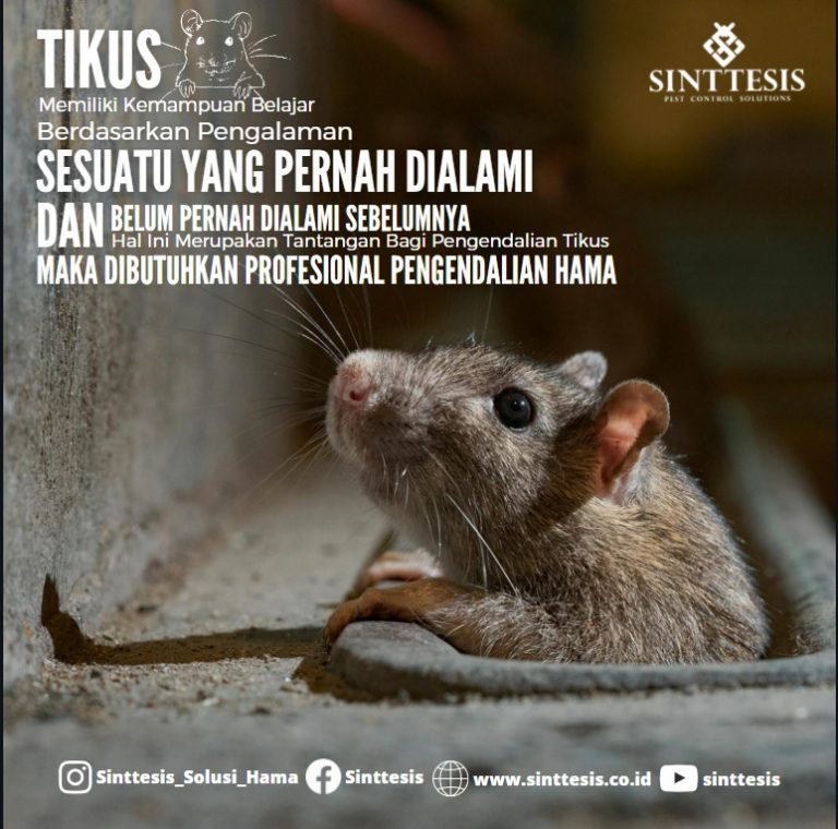 Tantangan Manajemen Pengendalian Tikus Sinttesis 5192