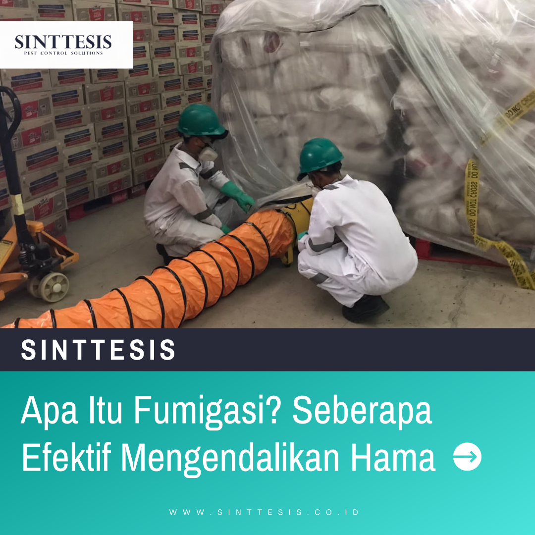 Apa Itu Fumigasi? Seberapa Efektif Mengendalikan Hama - Sinttesis