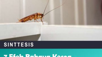 7 Efek Bahaya Kecoa Bagi Kesehatan Manusia