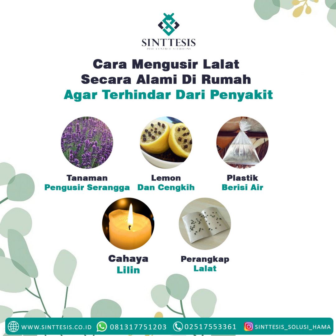 Cara Mengusir Lalat Secara Alami Di Rumah Agar Terhindar Dari Penyakit ...