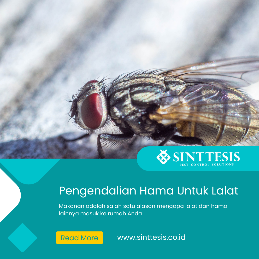 Pengendalian Hama Untuk Lalat Sinttesis Pest Control Sinttesis