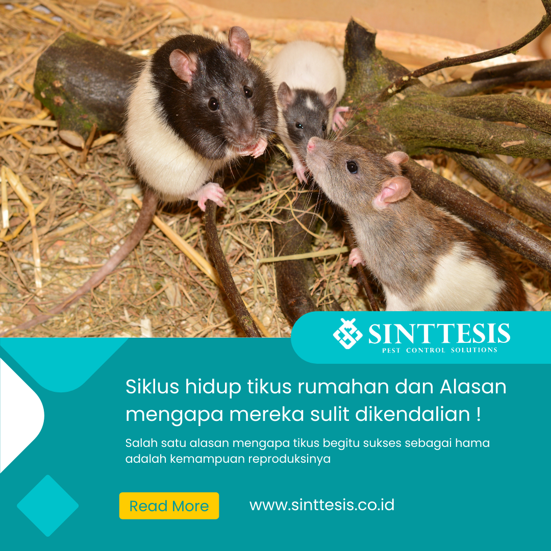 Alasan Tikus Sukses Sebgai Hama