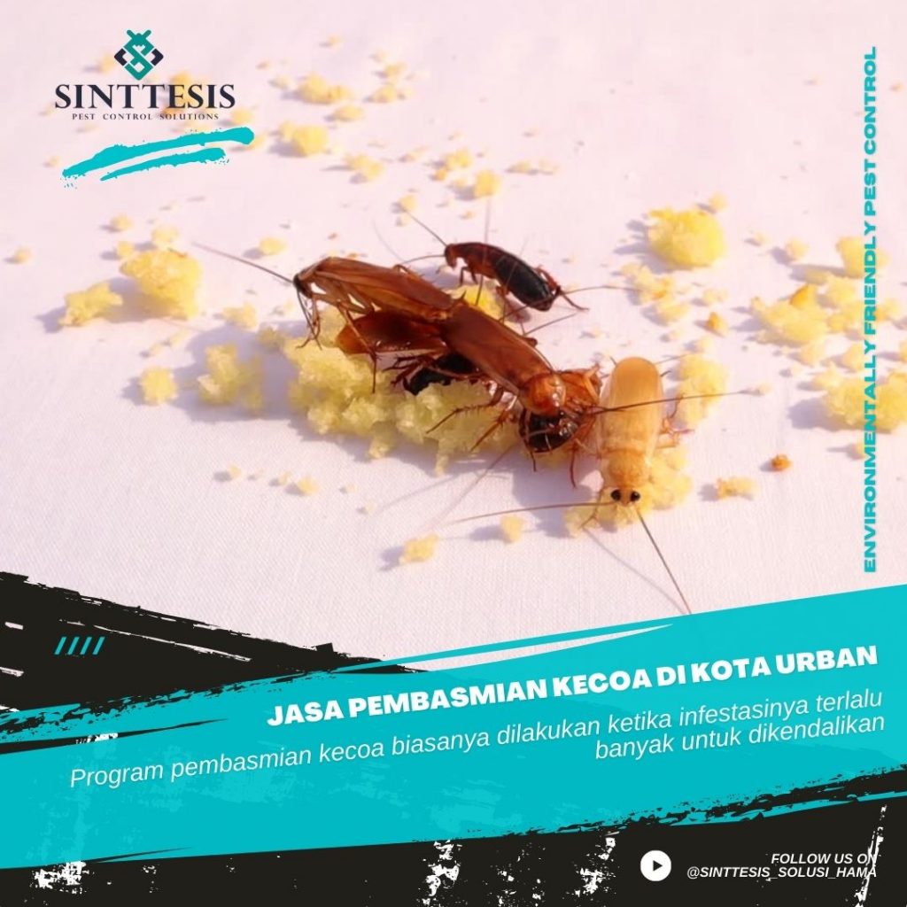 Pembasmian Kecoa di Kota Urban