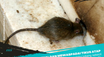 Mewaspadai Tikus Atap