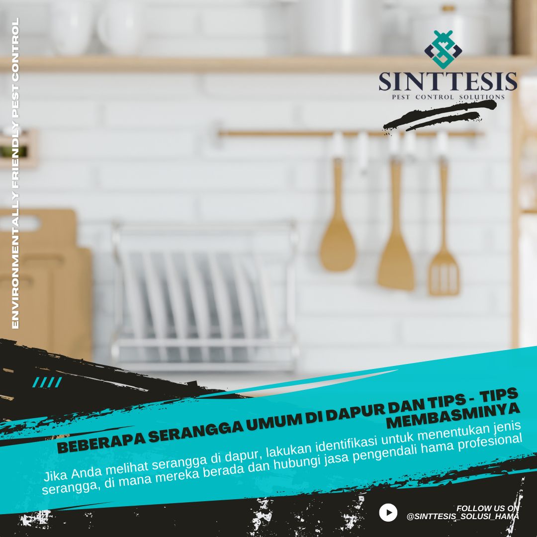 Beberapa Serangga Umum Di Dapur Dan Tips Tips Membasminya Sinttesis