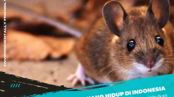3 Jenis Tikus di indonesia (Sinttesis Pest Control)