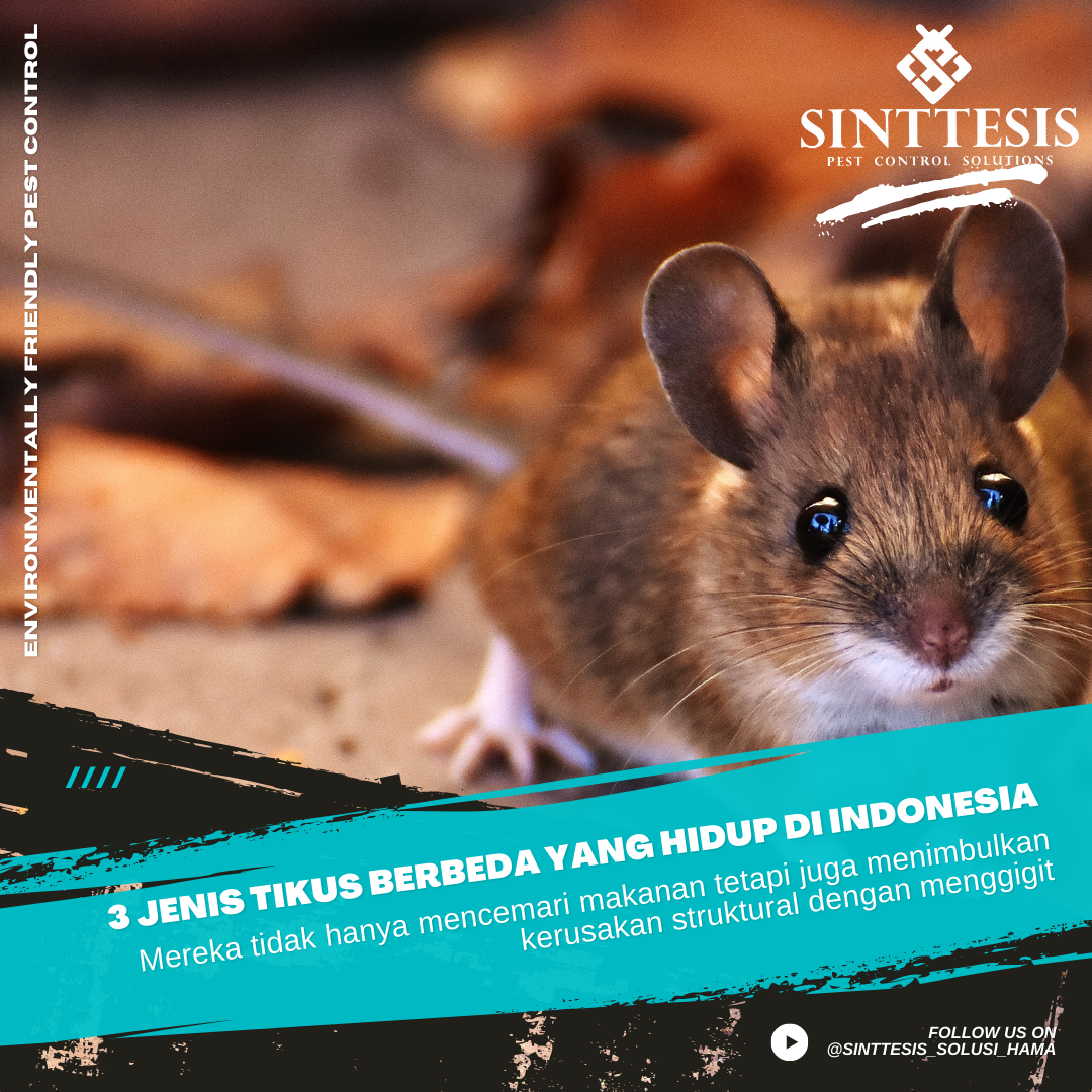 3 Jenis Tikus di indonesia (Sinttesis Pest Control)