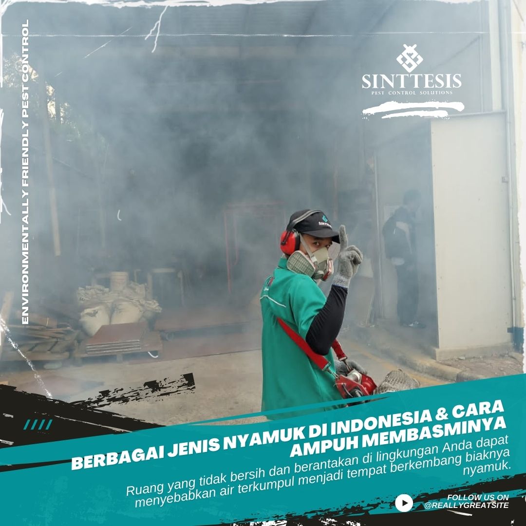 Berbagai Jenis Nyamuk Di Indonesia & Cara Ampuh Membasminya