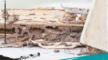 Hal yang menarik rayap masuk ke rumah Anda (Sinttesis Pest Control)