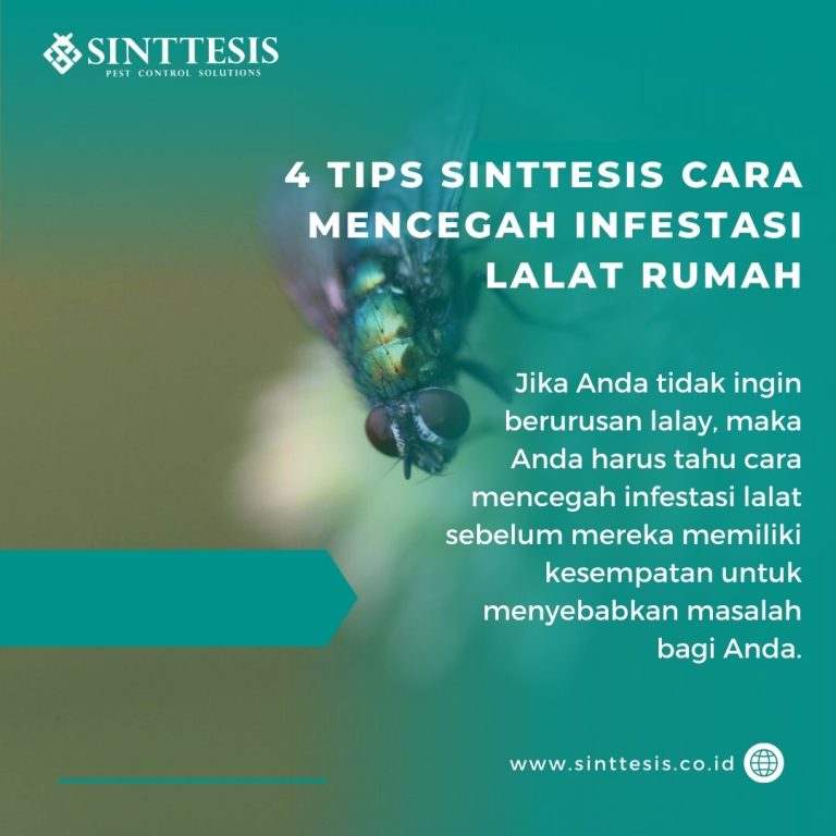 4 Tips Sinttesis Cara Mencegah Infestasi Lalat Rumah - Sinttesis