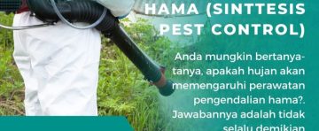 Pengaruh Hujan dalam Pengendalian hama