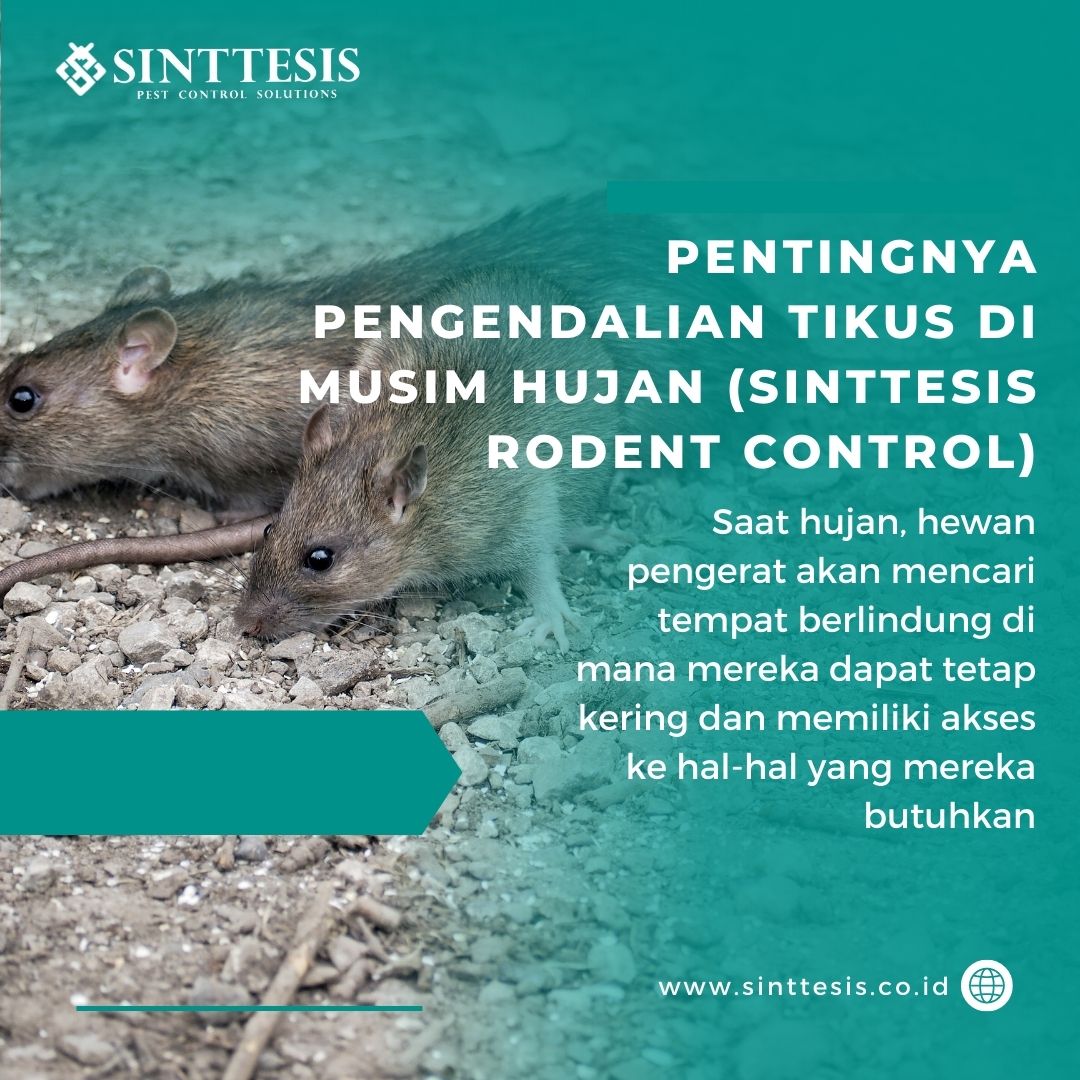 Pentingnya Pengendalian Tikus Di Musim Hujan Sinttesis Rodent Control Sinttesis 8892