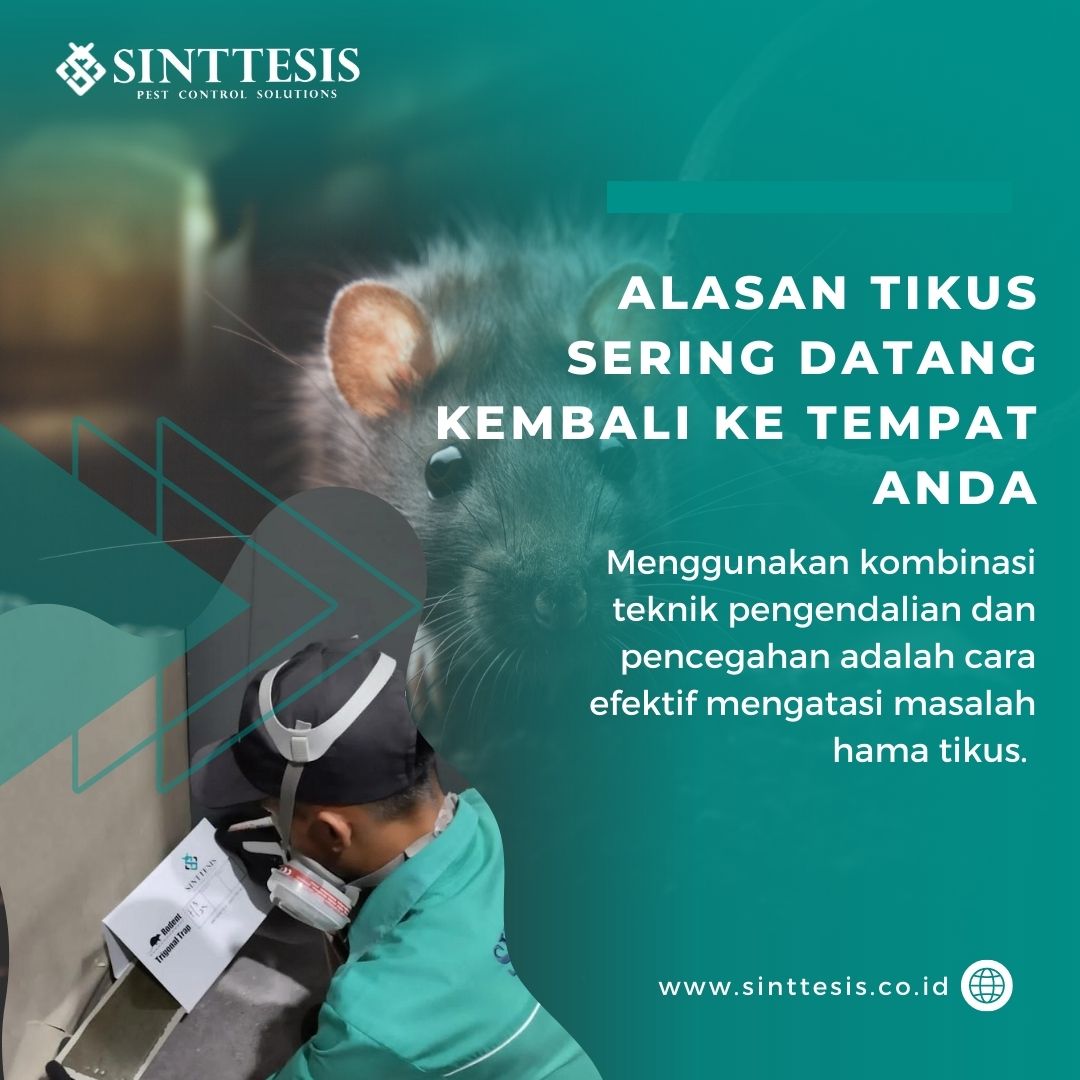 Alasan Tikus Datang Kembali ke Tempat Anda