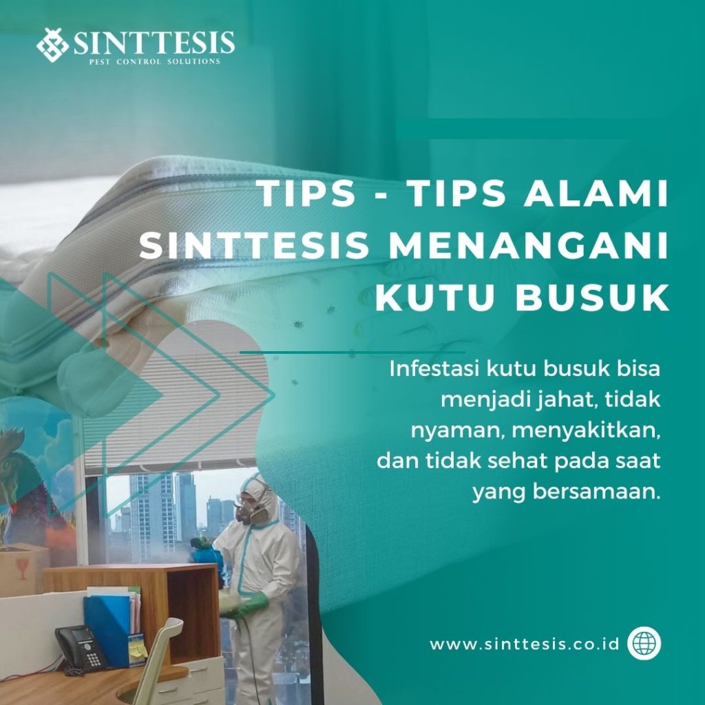 Tips - Tips Alami Menangani Kutu Busuk