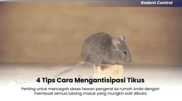 4-Tips-Cara-Mengantisipasi-Tikus