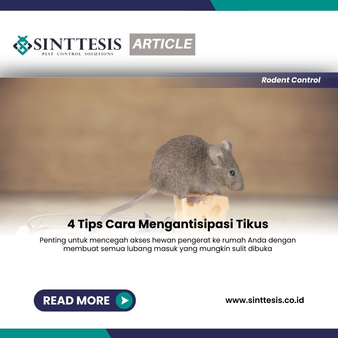 4 Tips Cara Mengantisipasi Tikus Sinttesis 5620