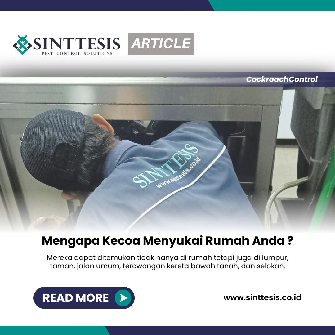 Mengapa Kecoa Menyukai Rumah Anda ? - Sinttesis