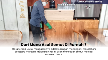 Dari-Mana-Asal-Semut-Di-Rumah-