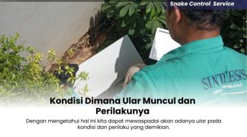 Kondisi-Dimana-Ular-Muncul-dan-Perilakunya-1