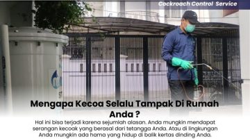 Mengapa-Kecoa-Selalu-Tampak-Di-Rumah-Anda-