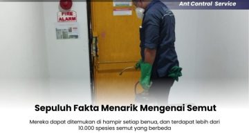 Sepuluh-Fakta-Menarik-Mengenai-Semut