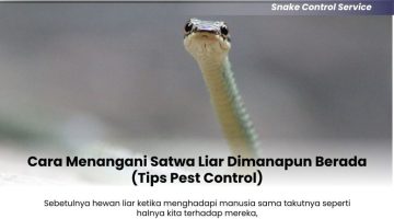 Cara-Menangani-Satwa-Liar-Dimanapun-Berada-Tips-Pest-Control-1