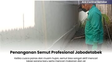 Penanganan-Semut-Profesional-Jabodetabek