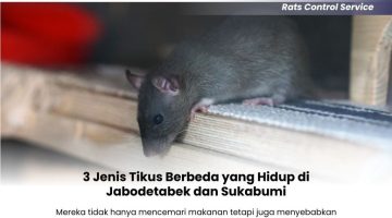 3-Jenis-Tikus-Berbeda-yang-Hidup-di-Jabodetabek-dan-Sukabumi