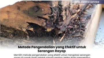 Metode Pengendalian yang Efektif untuk Serangan Rayap