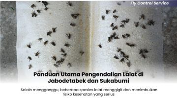 Panduan-Utama-Pengendalian-Lalat-di-Jabodetabek-dan-Sukabumi