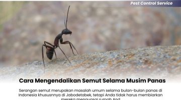 Cara Mengendalikan Semut Selama Musim Panas