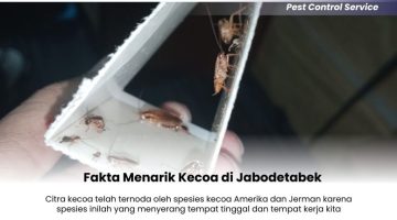 Fakta Menarik Kecoa di Jabodetabek