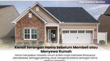 Kenali Serangan Hama Sebelum Membeli atau Menyewa Rumah