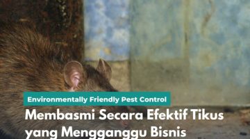 Membasmi Secara Efektif Tikus yang Mengganggu Bisnis