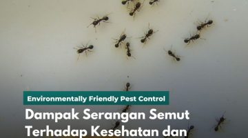 Dampak Serangan Semut Terhadap Kesehatan dan Kebersihan