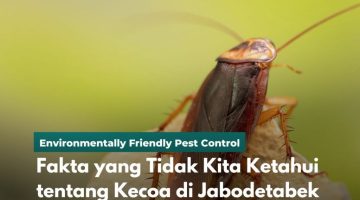 Fakta yang Tidak Kita Ketahui tentang Kecoa di Jabodetabek