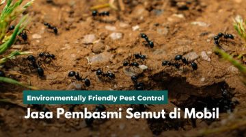 Jasa Pembasmi Semut di Mobil