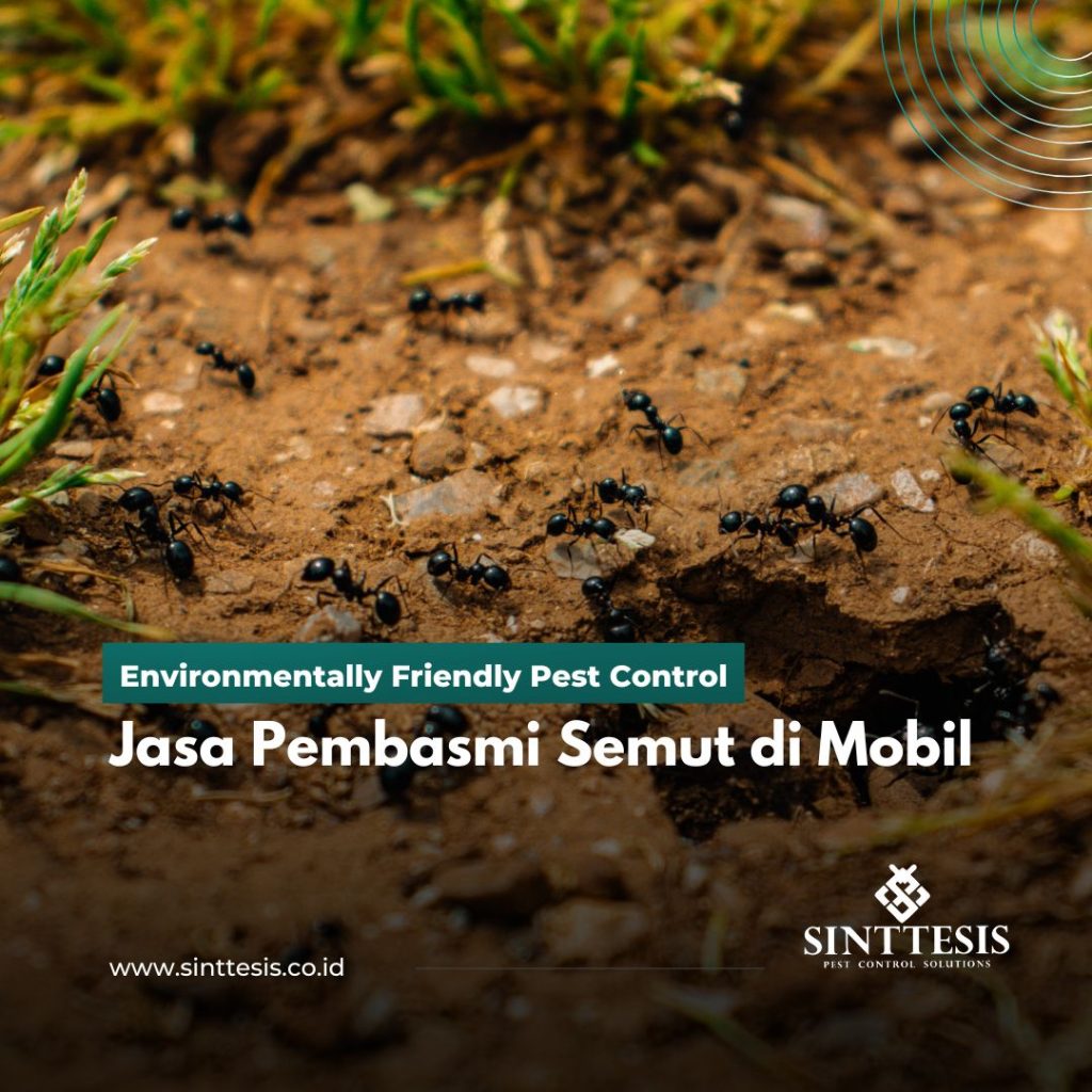 Jasa Pembasmi Semut di Mobil