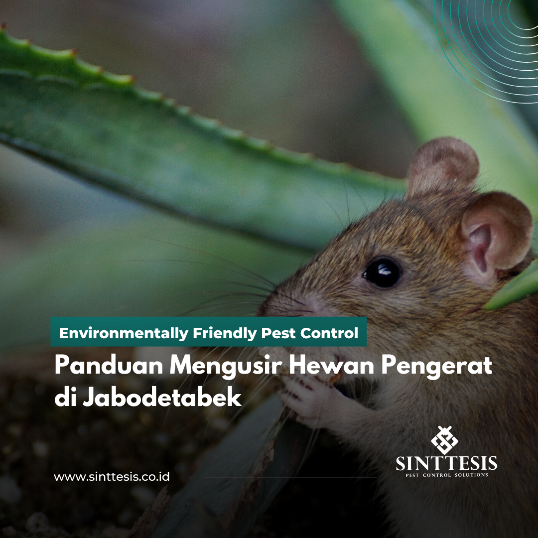 Panduan Mengusir Hewan Pengerat di Jabodetabek