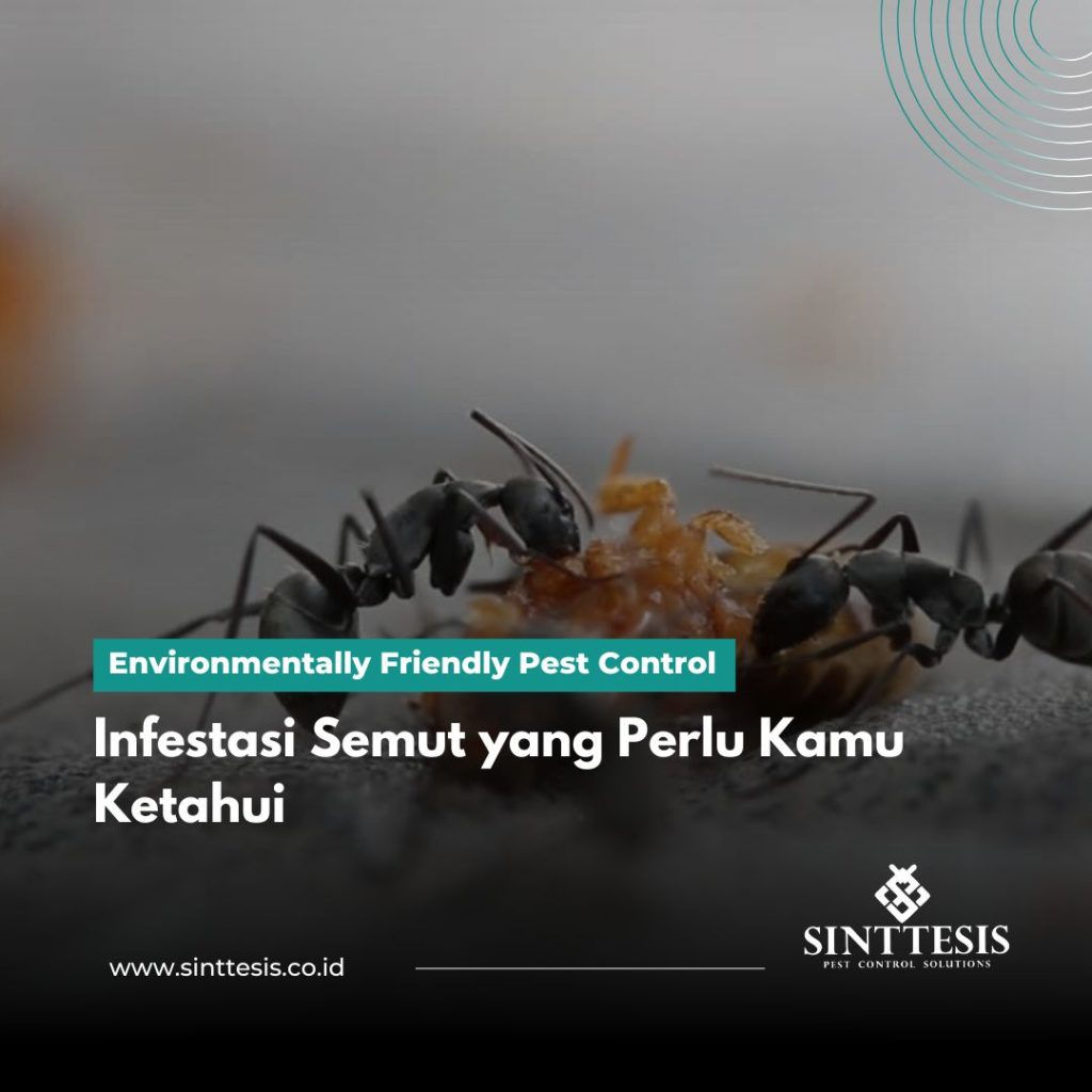 Infestasi Kecoa di Jabodetabek Panduan Pencegahan & Pengendalian (1) Infestasi Kecoa di Jabodetabek Panduan Pencegahan & Pengendalian (1)