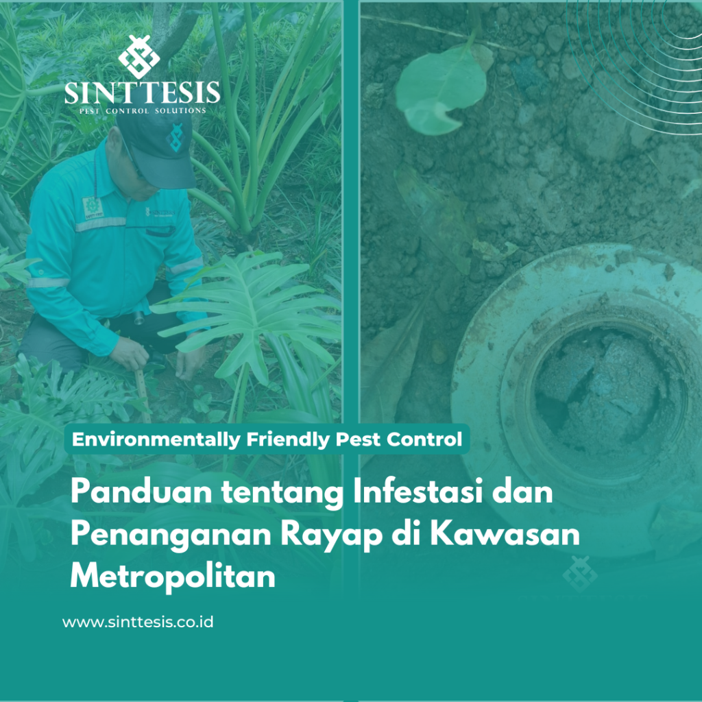 Panduan tentang Infestasi dan Penanganan Rayap di Kawasan Metropolitan