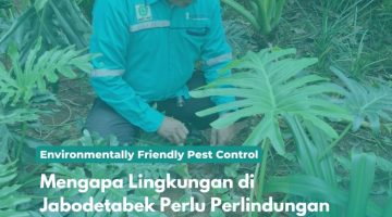 Mengapa Lingkungan di Jabodetabek Perlu Perlindungan dari Rayap