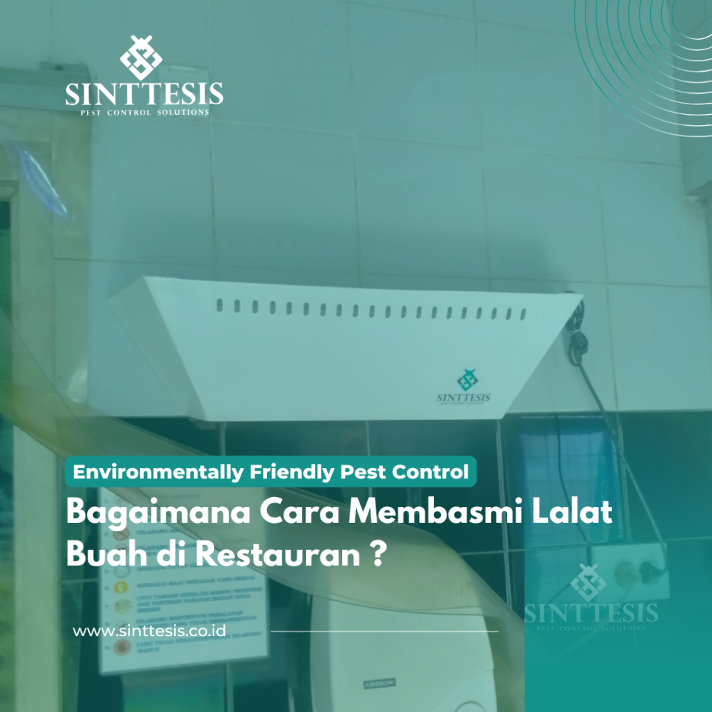 Membasmi Lalat Restauran