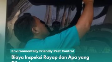 Biaya Inspeksi Rayap dan Apa yang Diharapkan