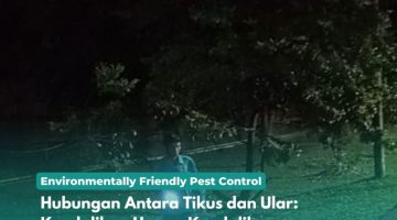 Hubungan Antara Tikus dan Ular Kendalikan Hama, Kendalikan Predatornya