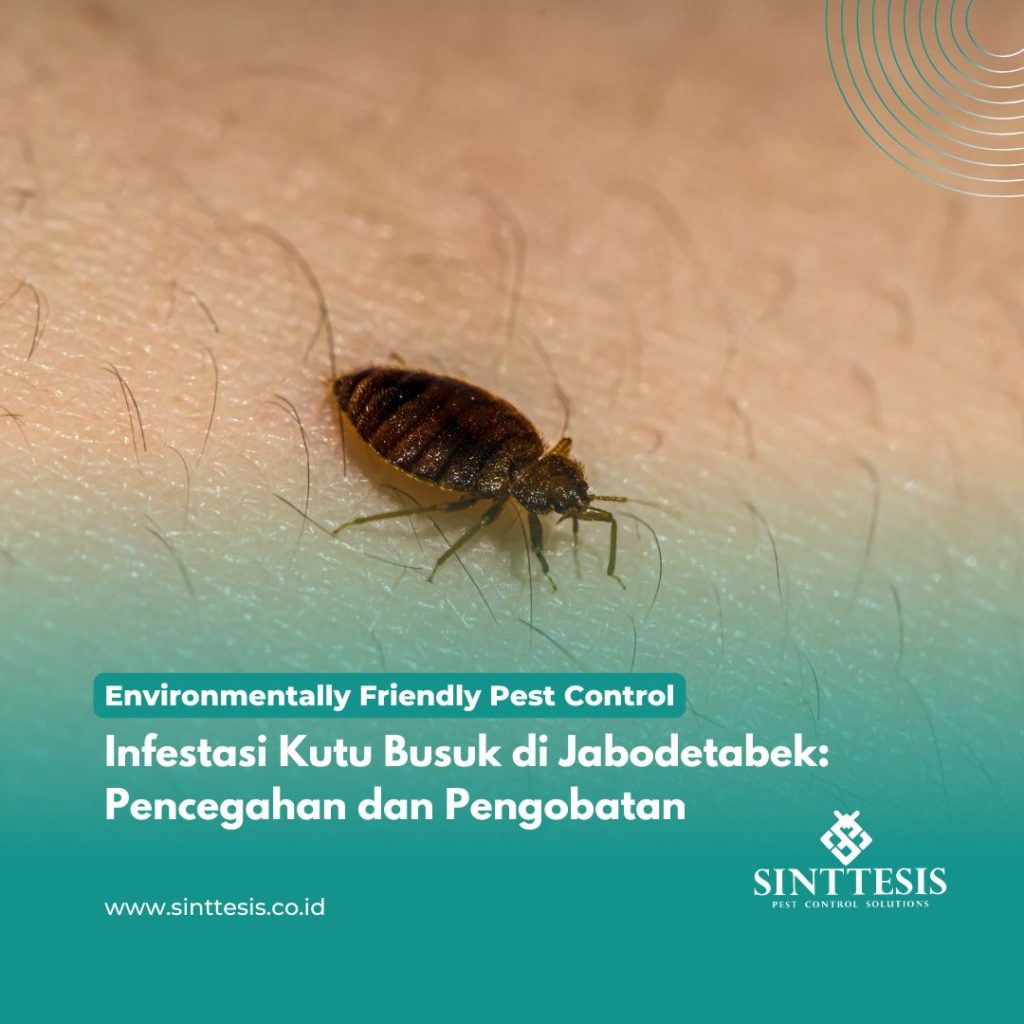 Infestasi Kutu Busuk di Jabodetabek Pencegahan dan Pengobatan